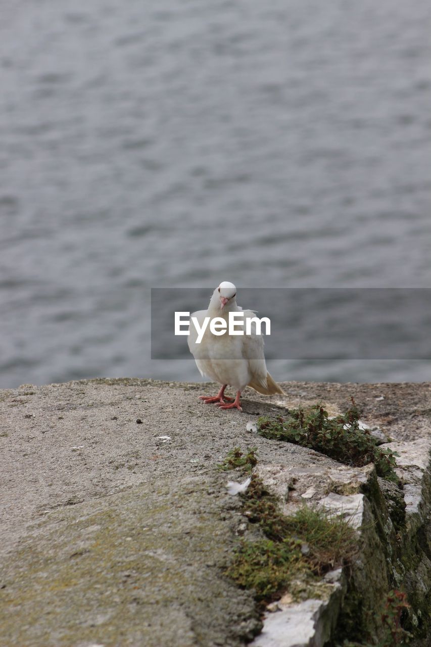 Bird perching on retaining wall by sea