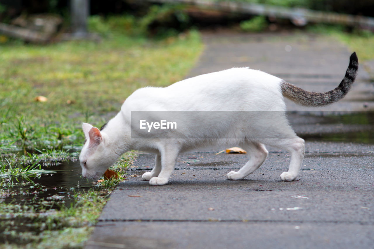 CAT WALKING ON A FOOTPATH