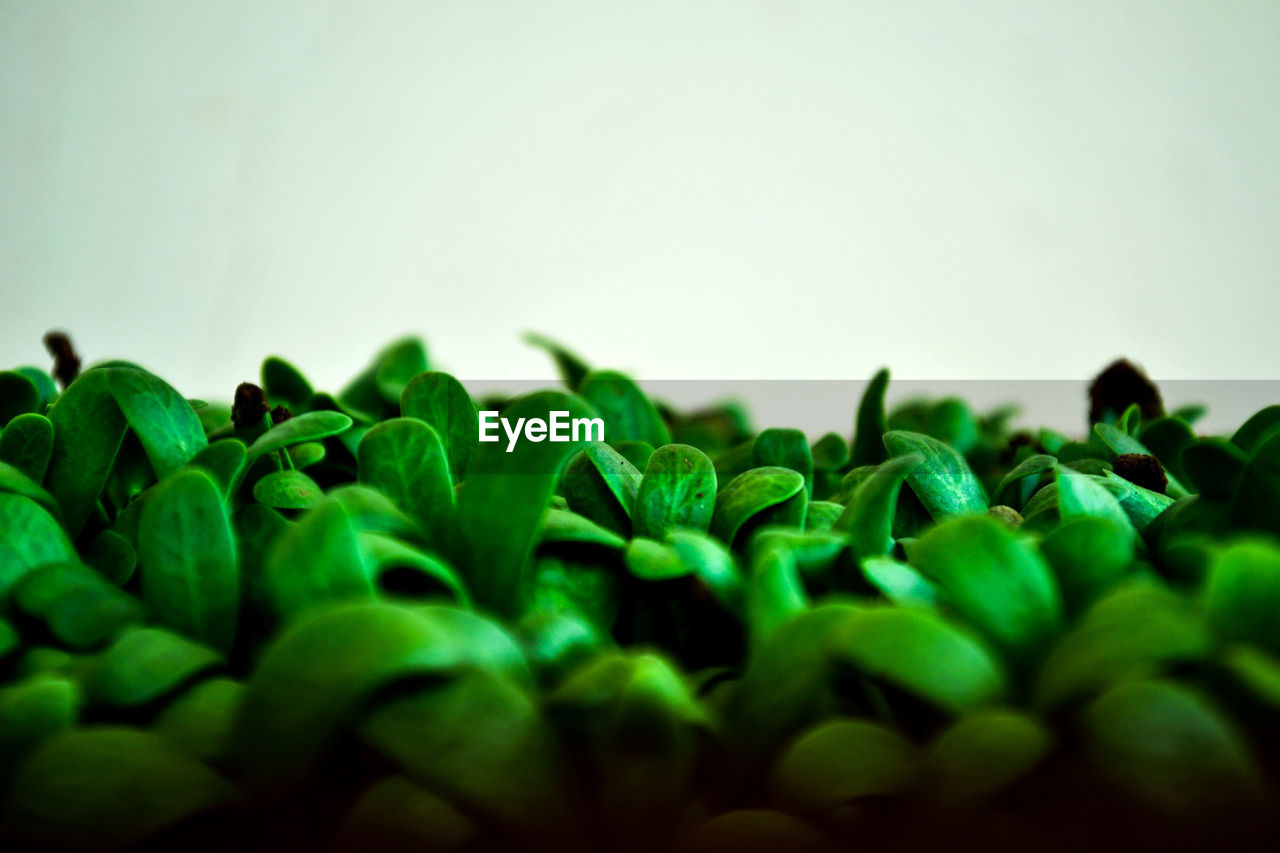 Close-up of green leaves against white background