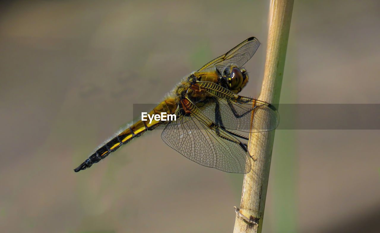 animal themes, dragonflies and damseflies, animal wildlife, animal, insect, dragonfly, wildlife, one animal, animal wing, macro photography, close-up, focus on foreground, nature, no people, green, outdoors, day, animal body part, plant stem, yellow, wing, plant, beauty in nature, macro, side view, perching