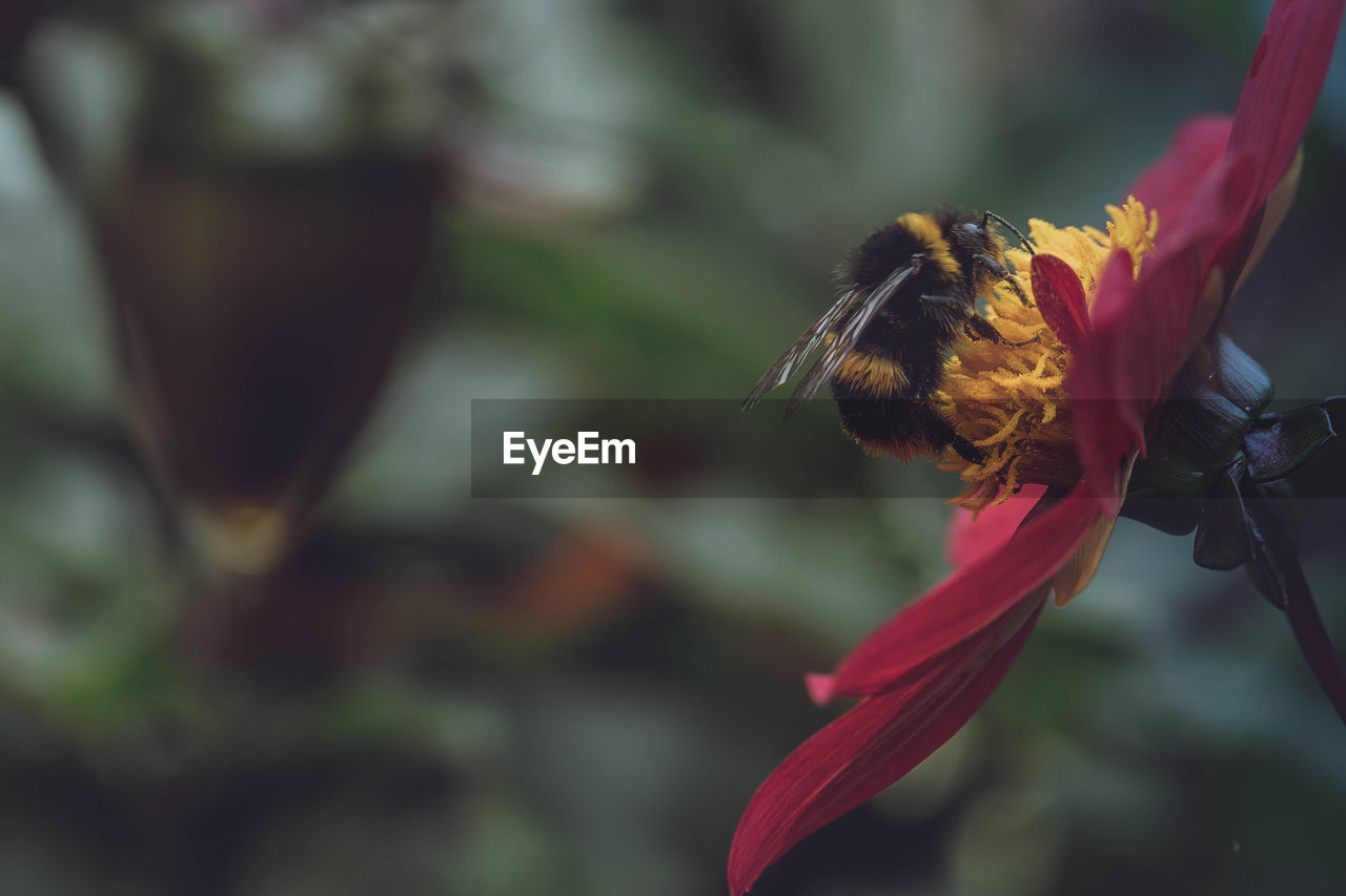 Close-up of bumble bee on flower