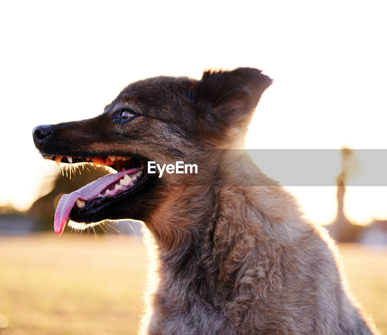 close-up of dog standing on field