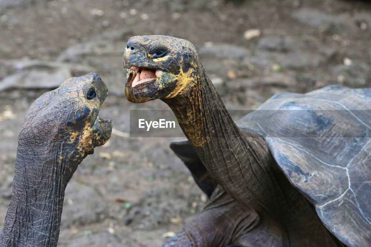 Close-up of tortoises screaming on field