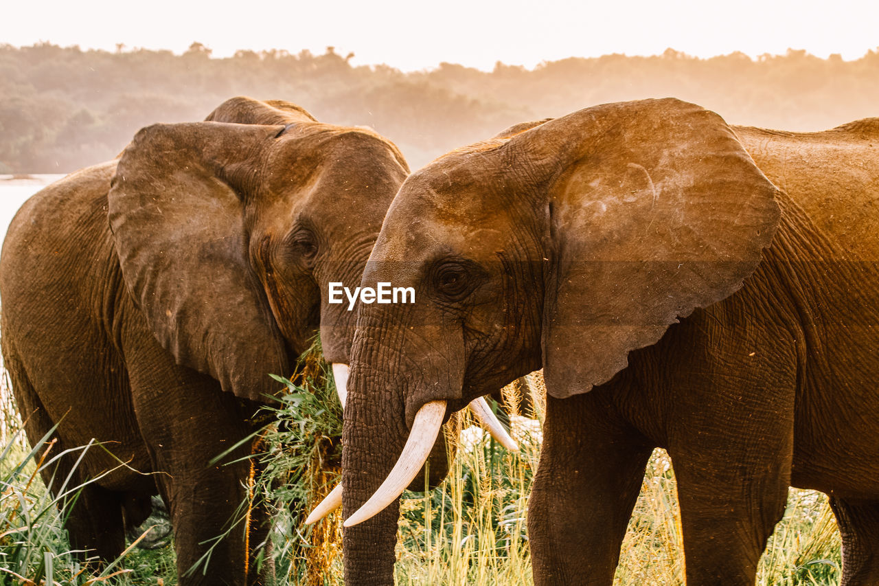 Elephant on grassy field