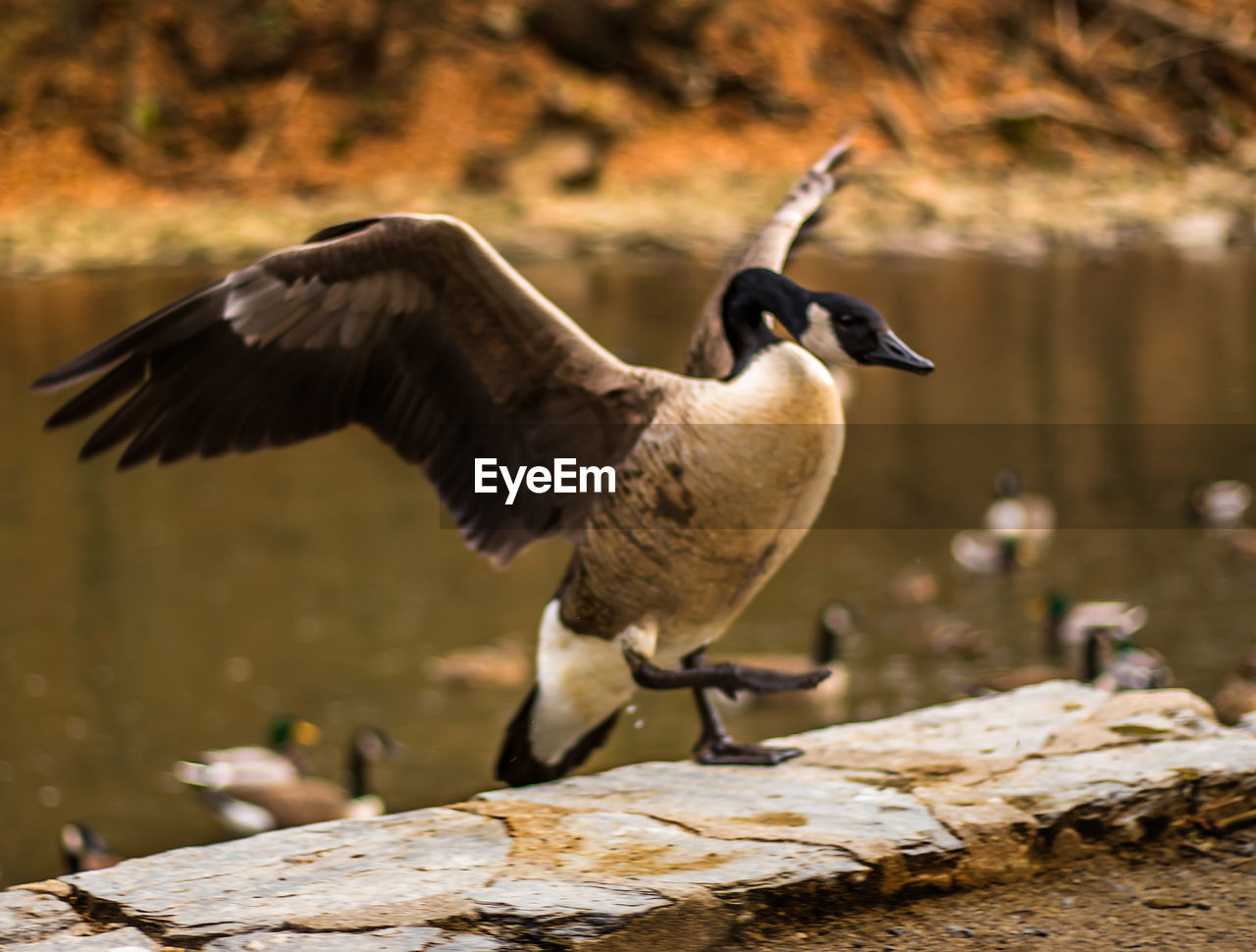 Close-up of gray goose flying over water