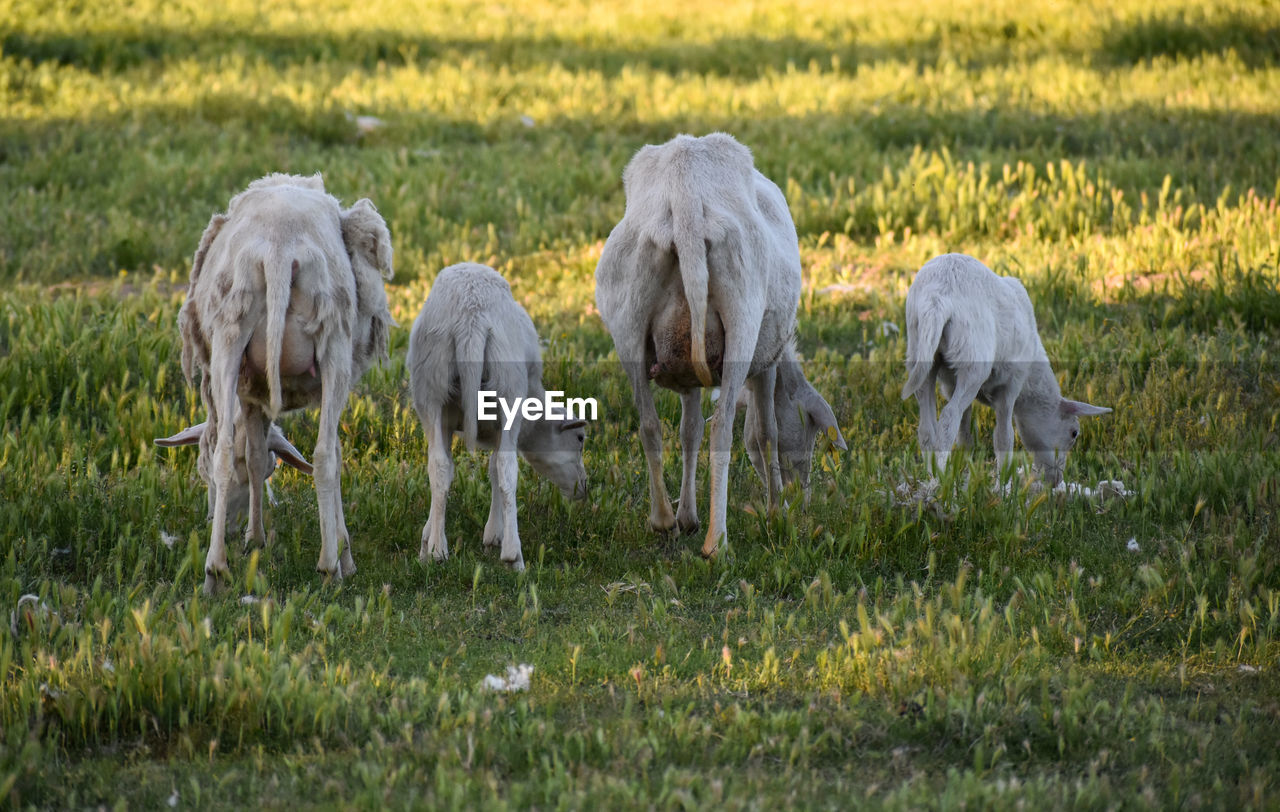 Funny picture of sheep grazing in a field with rear end tails all showing