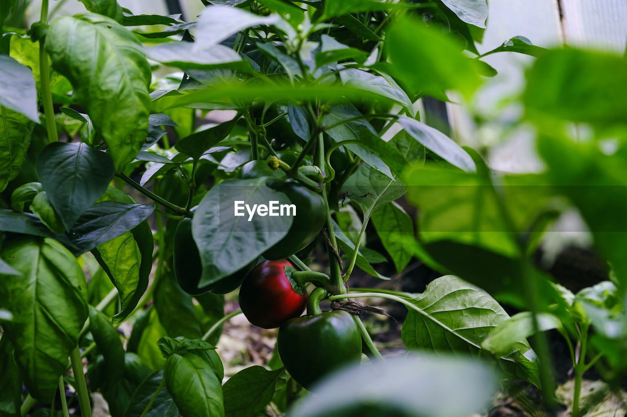 Ripening of pepper fruits among green foliage in a greenhouse on a summer day