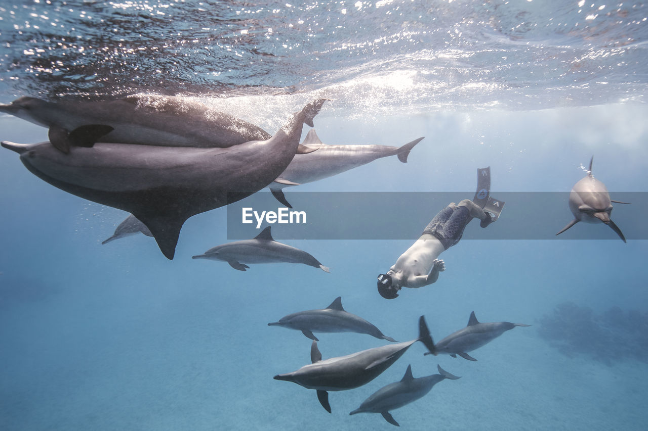Man snorkeling with fishes underwater
