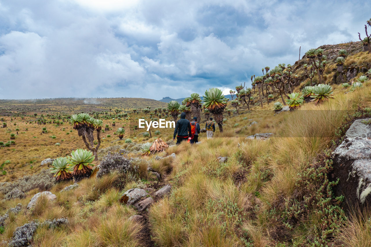 Rear view of a group of hikers in the moorland zone of the aberdares in kenya