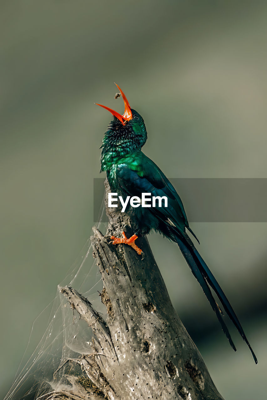 Violet wood hoopoe at lake nakuru national park