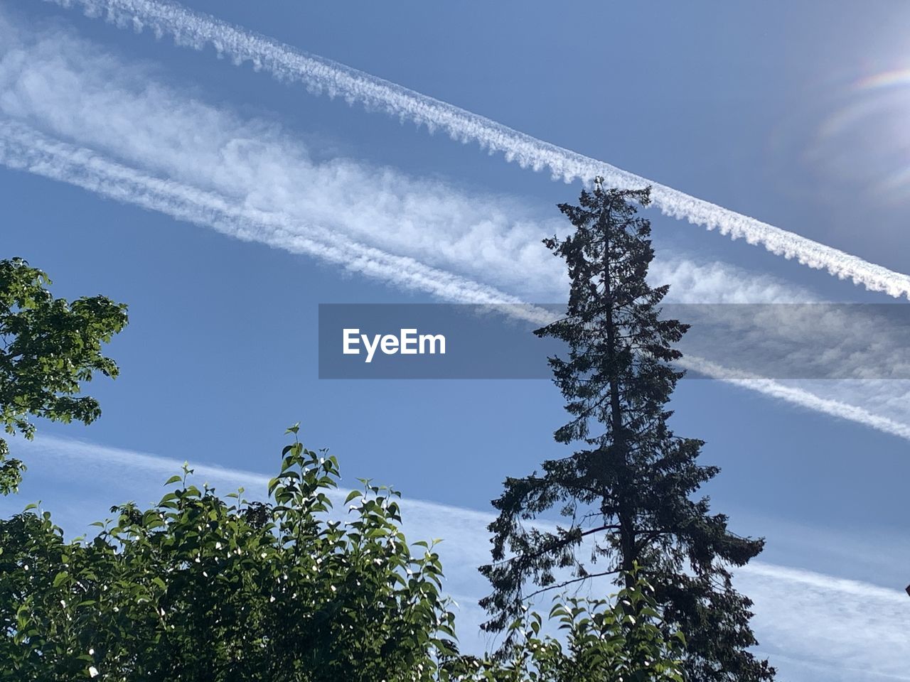 LOW ANGLE VIEW OF TREES AND VAPOR TRAIL AGAINST SKY