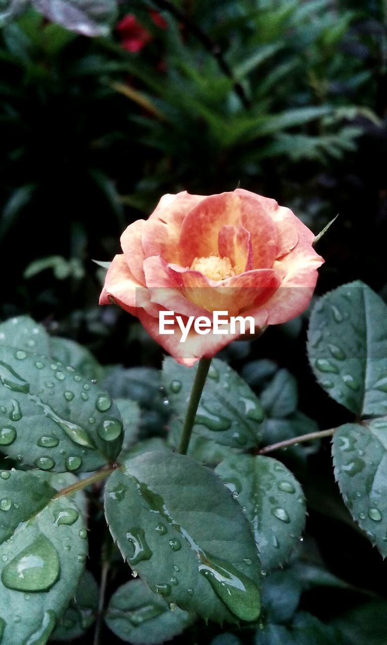 CLOSE-UP OF RED ROSE BLOOMING OUTDOORS