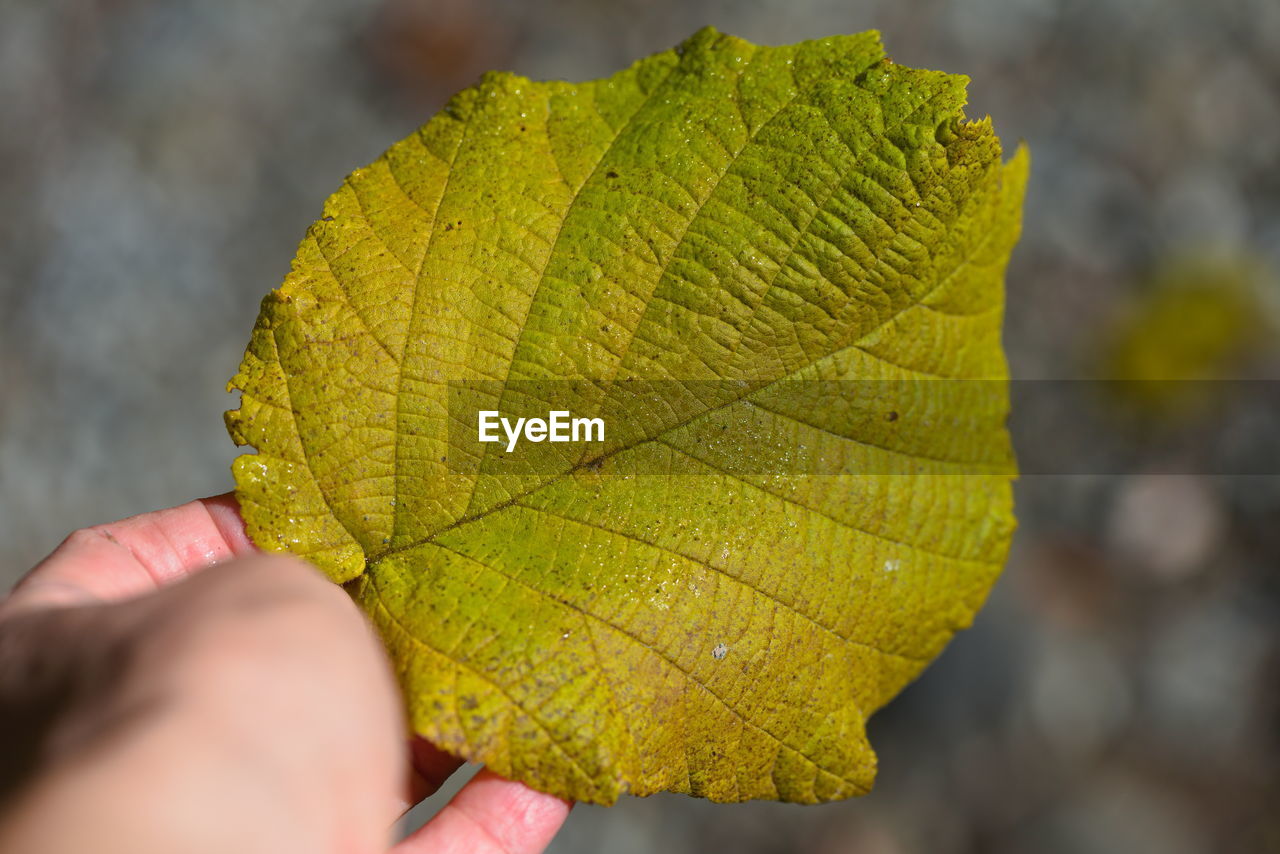 CLOSE-UP OF PERSON HAND HOLDING MAPLE LEAF