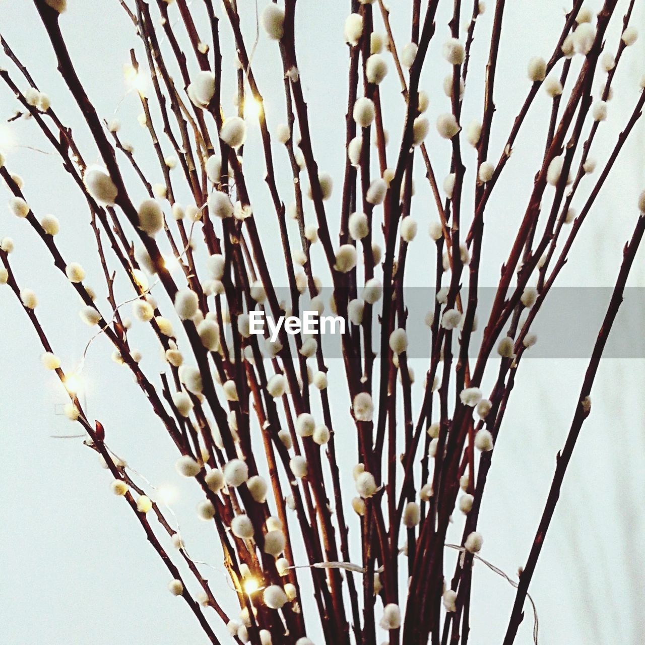 Decorative twigs against white background