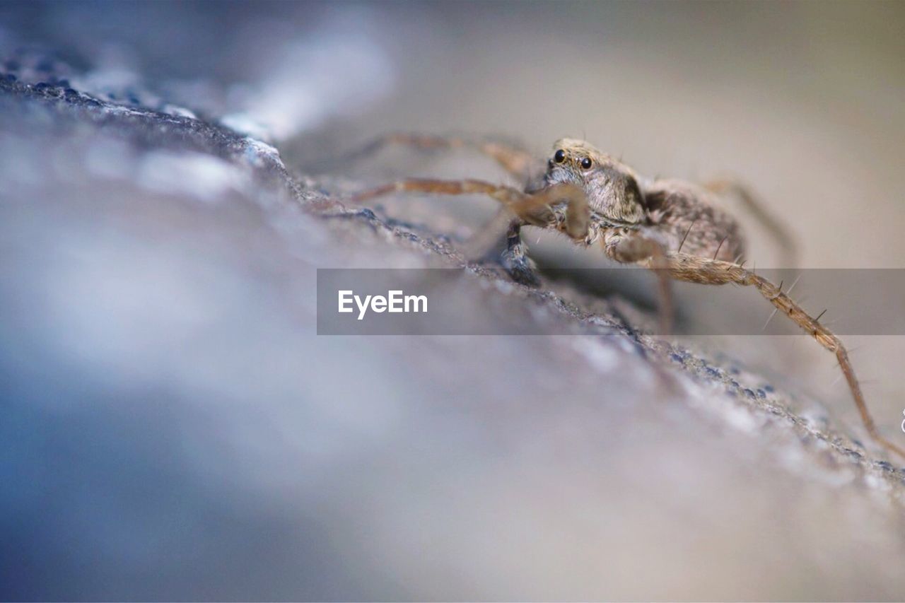 Close-up of spider on rock