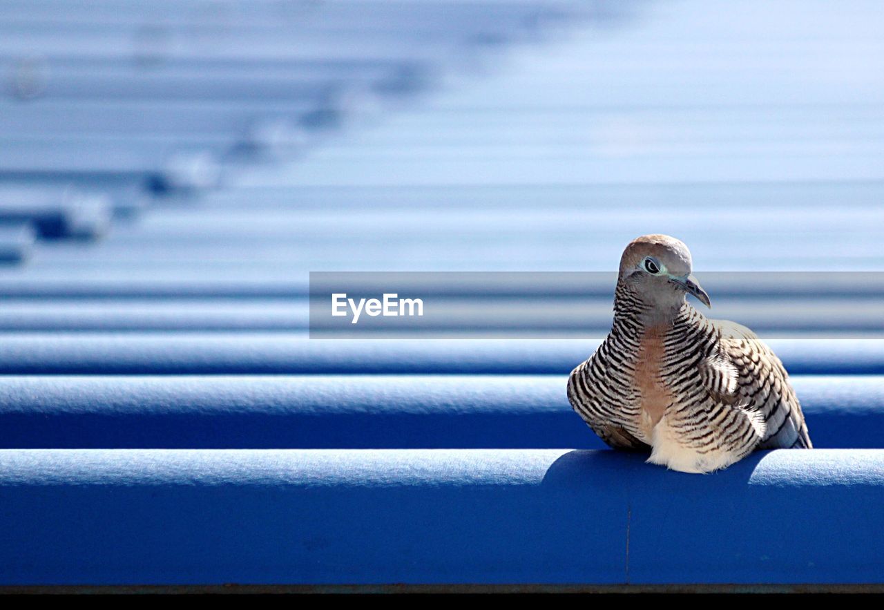 CLOSE-UP OF BIRD PERCHING ON BLUE FABRIC