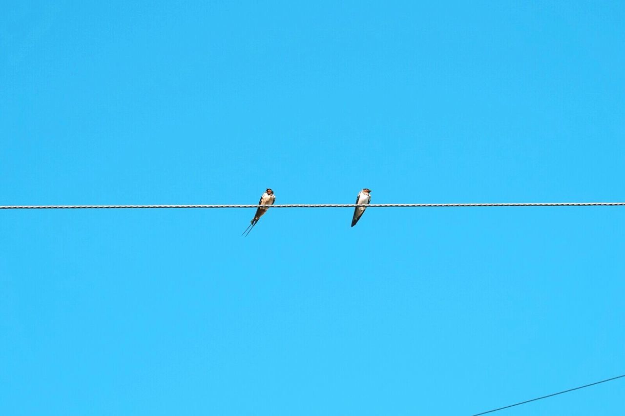 Low angle view of birds perching on cable against clear blue sky