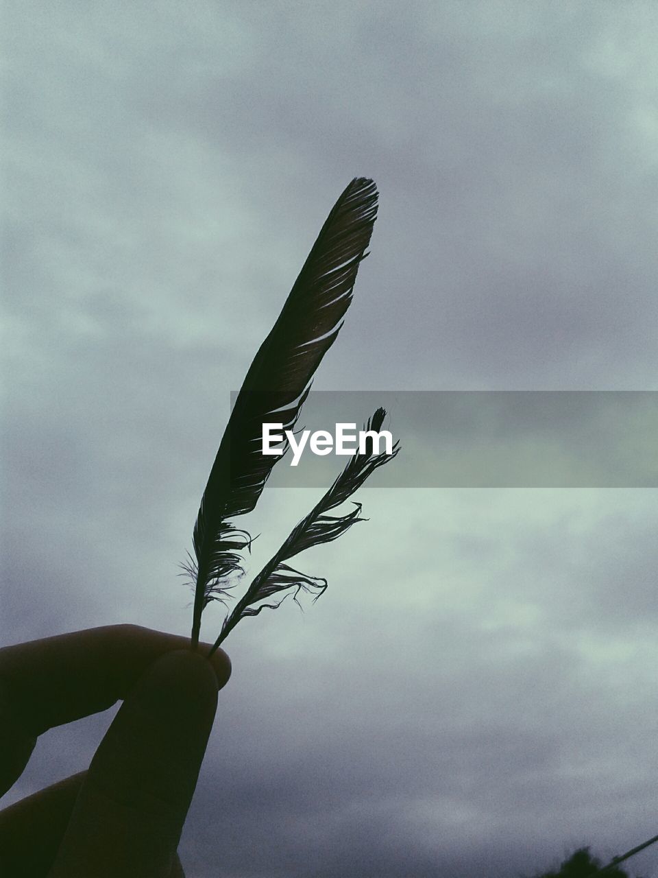 Close-up of person hand holding feather against cloudy sky