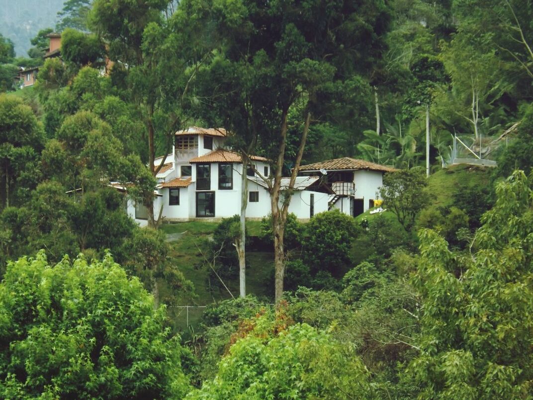 VIEW OF TREES AND PLANTS