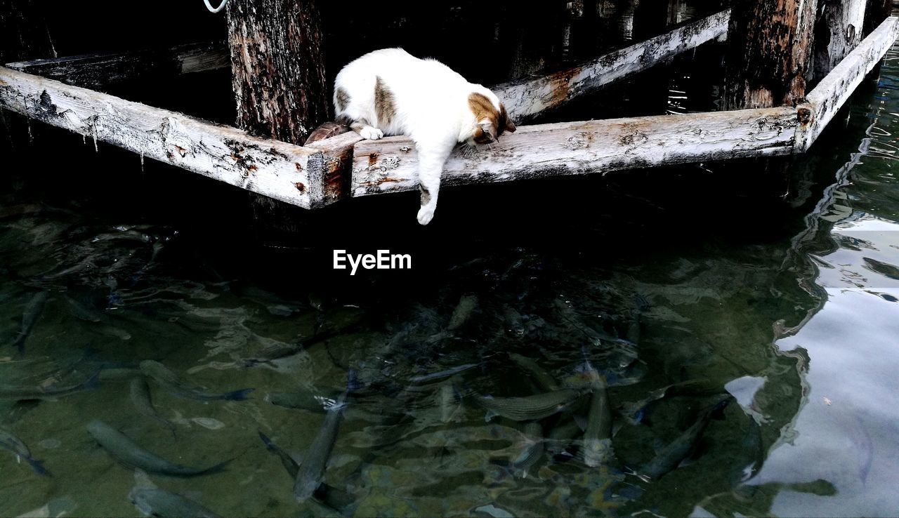 HIGH ANGLE VIEW OF A HORSE IN WATER