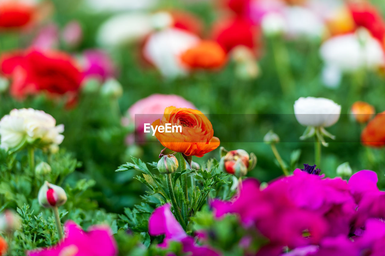 Close-up of pink flowering plants