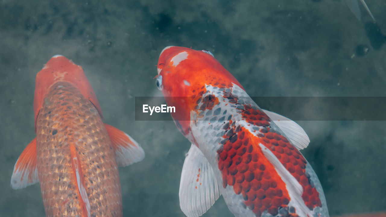 CLOSE-UP OF FISH SWIMMING