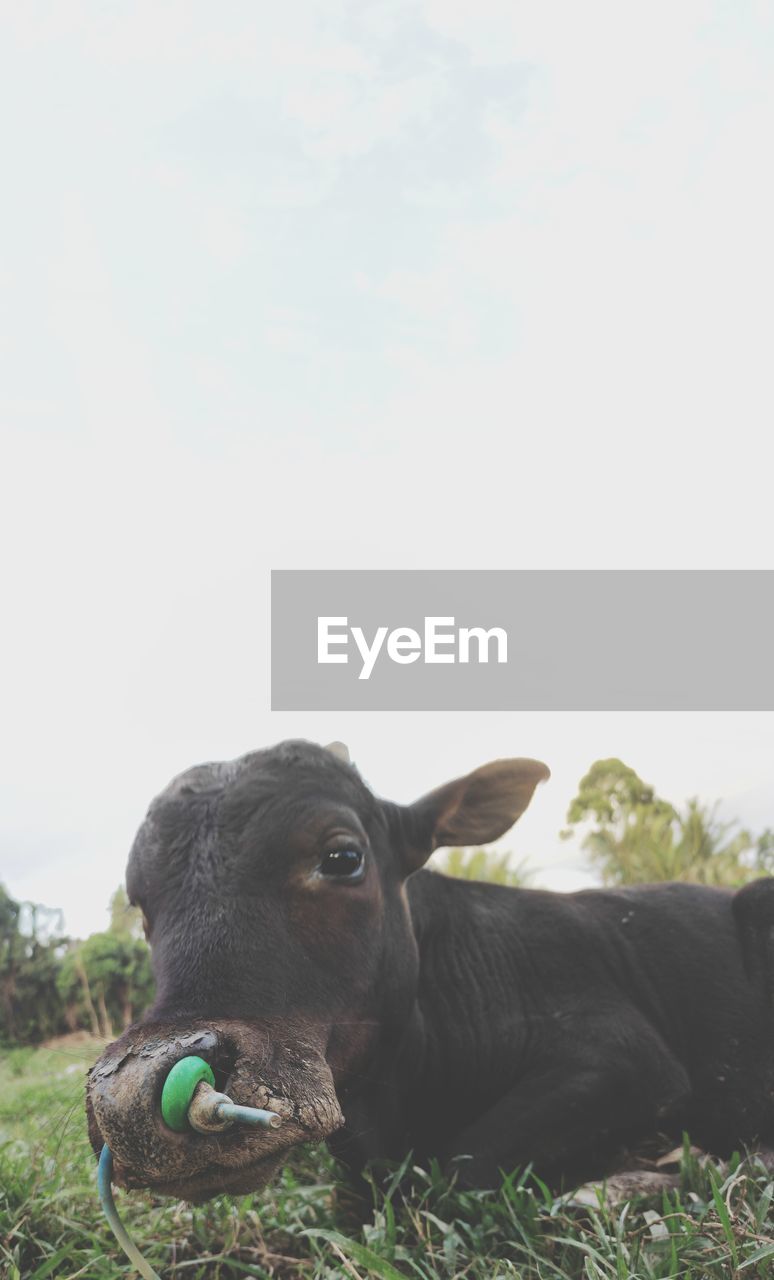 COW STANDING IN FIELD