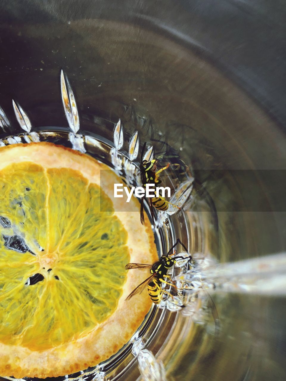 Close-up of insects and lemon in empty glass