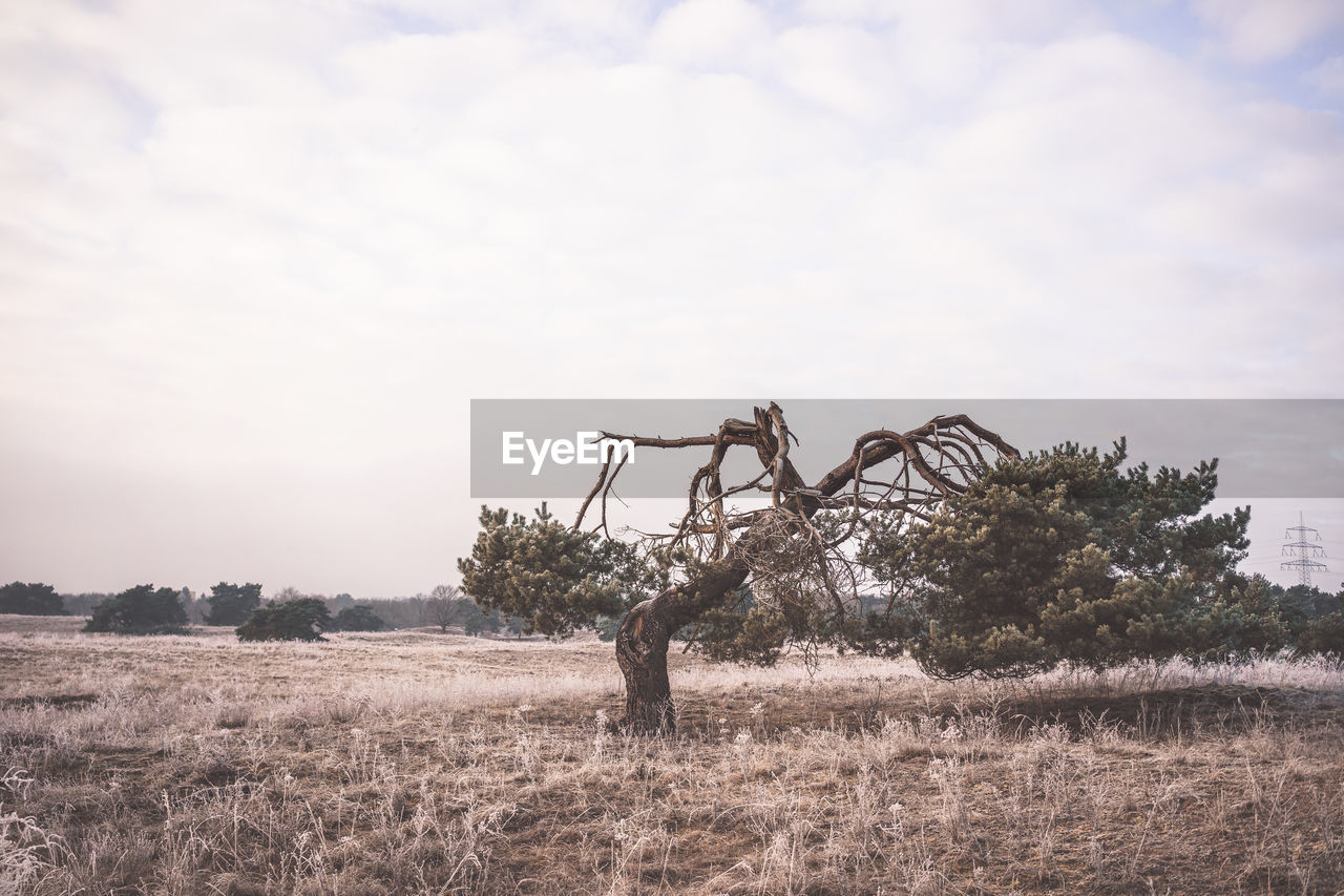 Tree on field against sky