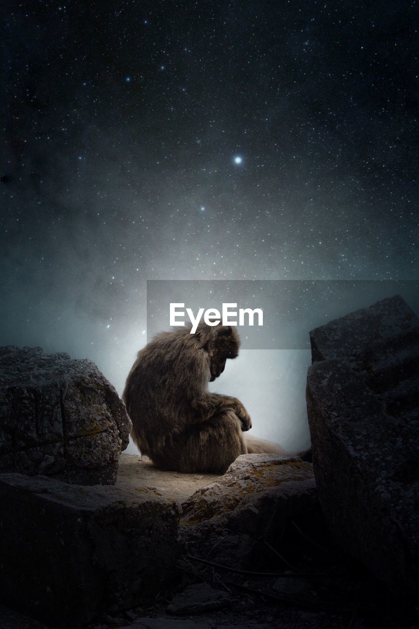 Side view of monkey sitting on rock against star field
