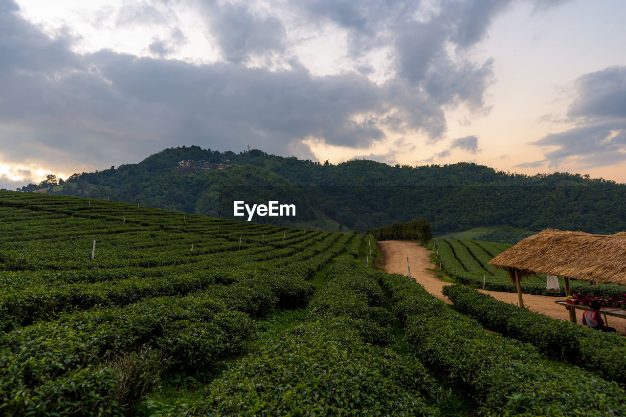 Green tea plantation landscape, tea plantation 101 doi mae salong, chiangrai thailand.