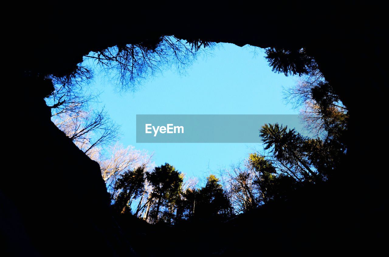 LOW ANGLE VIEW OF TREES AGAINST SKY