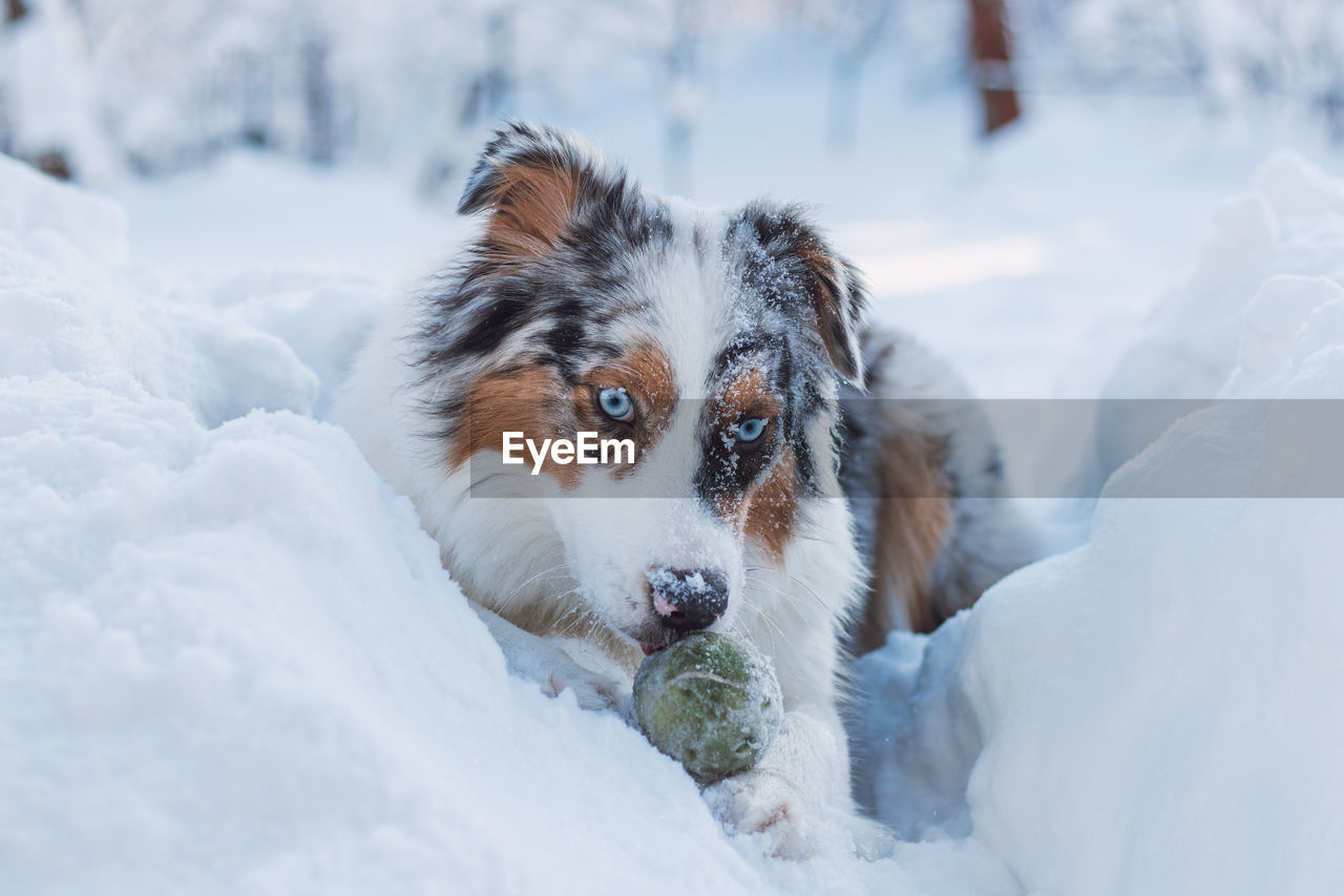 Colorful female of australian shepherd breeds enjoys her first winter fun. puppy and snow