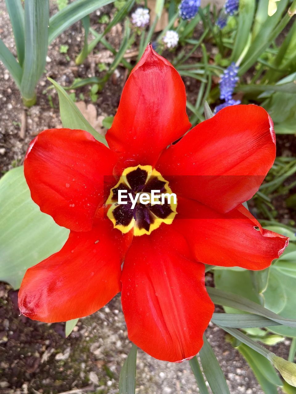 plant, flower, flowering plant, freshness, beauty in nature, petal, growth, flower head, close-up, fragility, inflorescence, nature, red, pollen, no people, day, botany, outdoors, high angle view, leaf, plant part, stamen, blossom