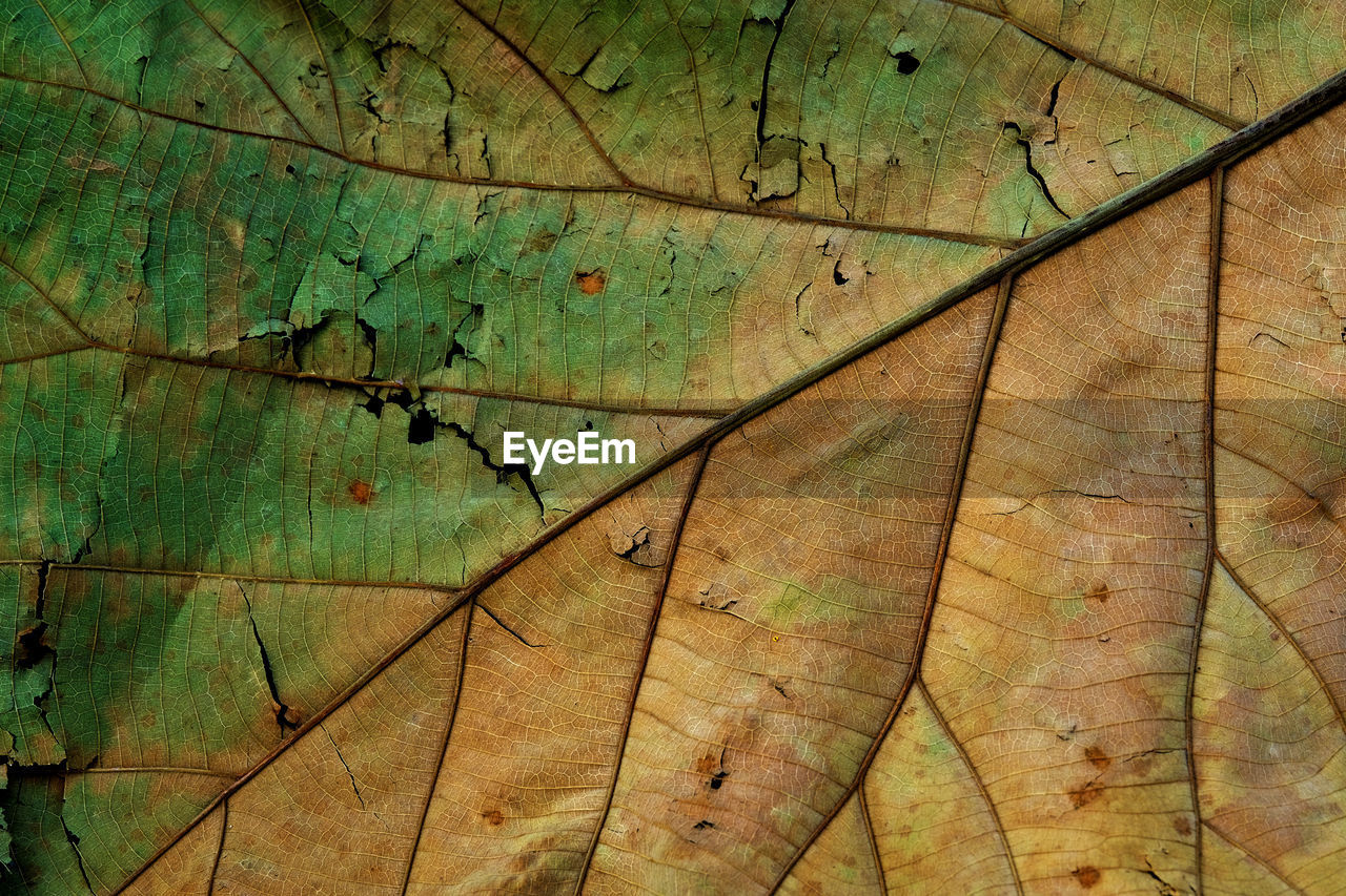 Dry leaf texture