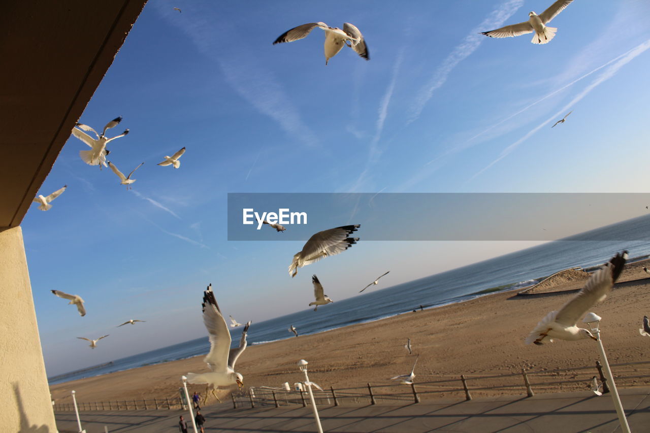 Flock of seagulls flying at beach against sky