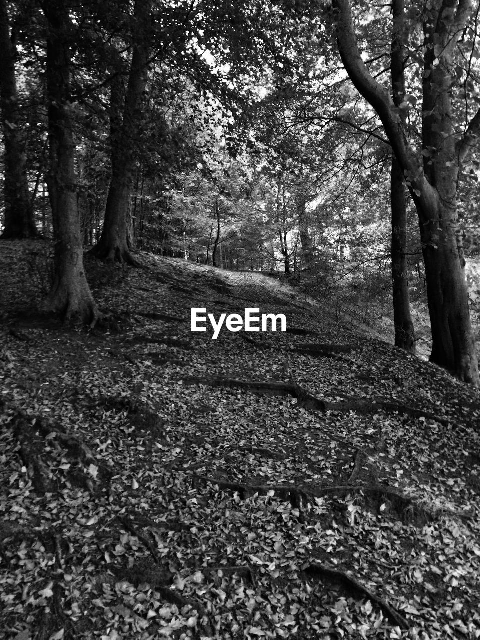 VIEW OF TREES IN FOREST