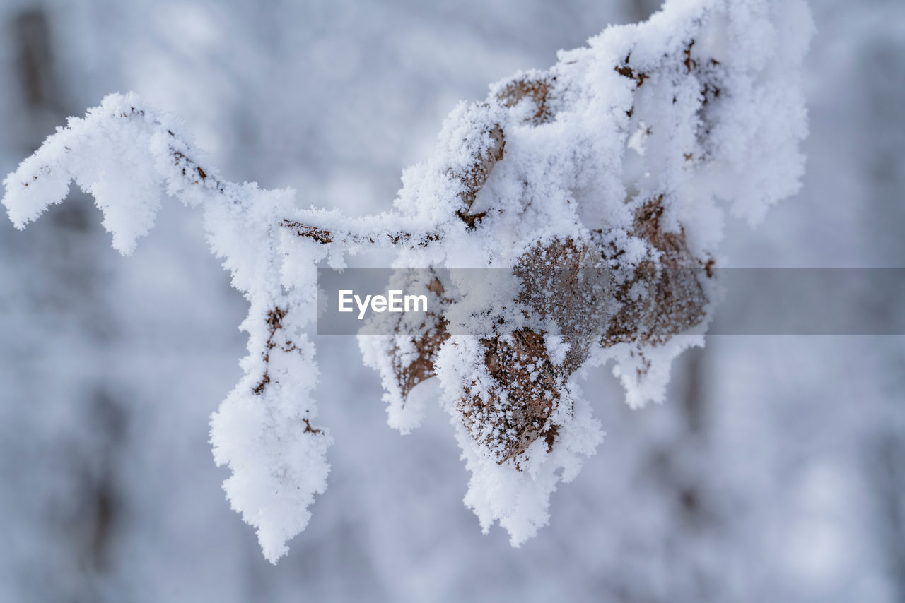 Close-up of frozen plant