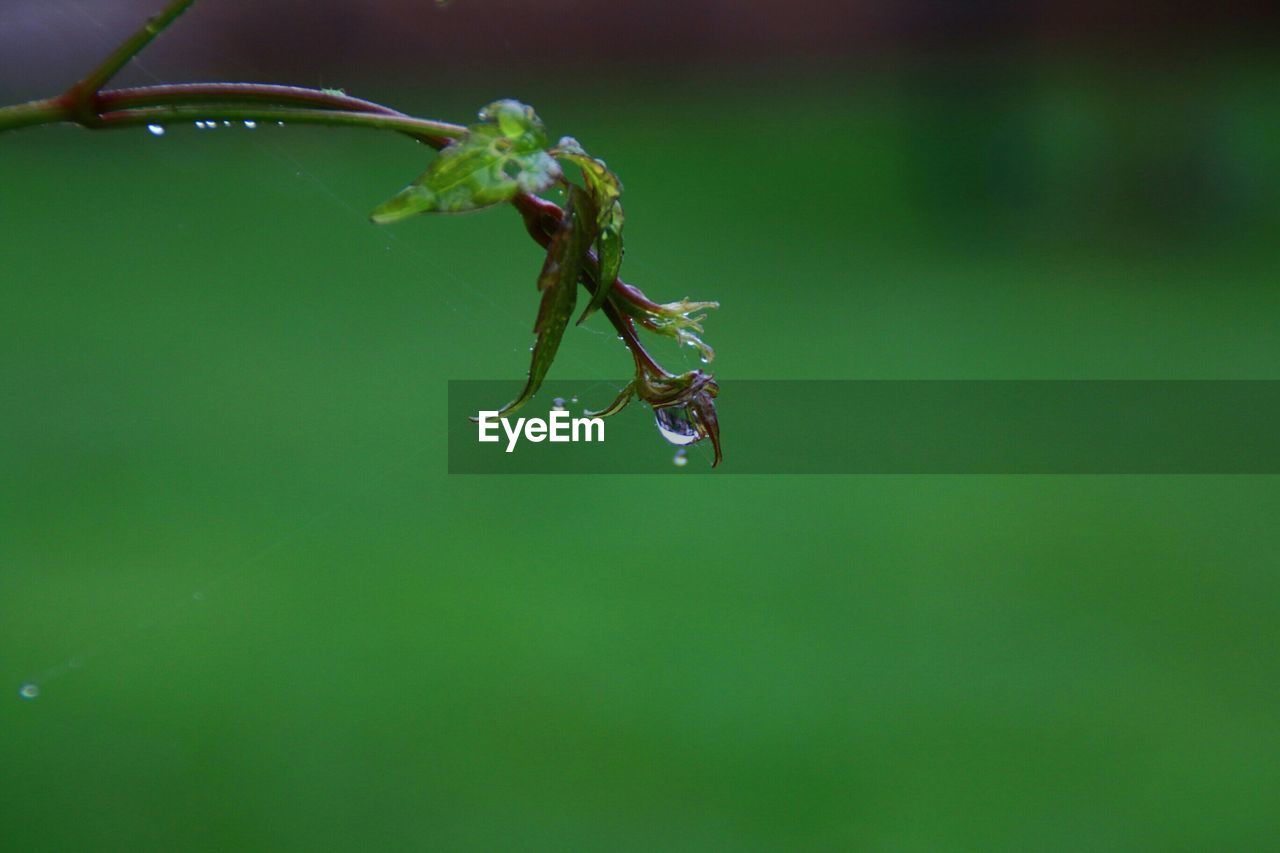 Close-up of drops on plant leaf