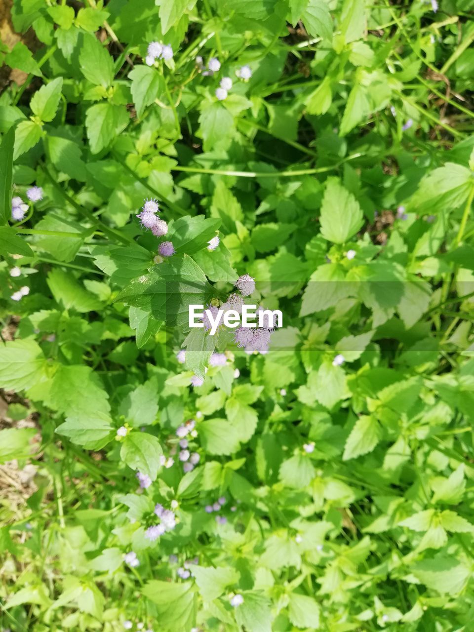 CLOSE-UP OF PURPLE FLOWERING PLANT