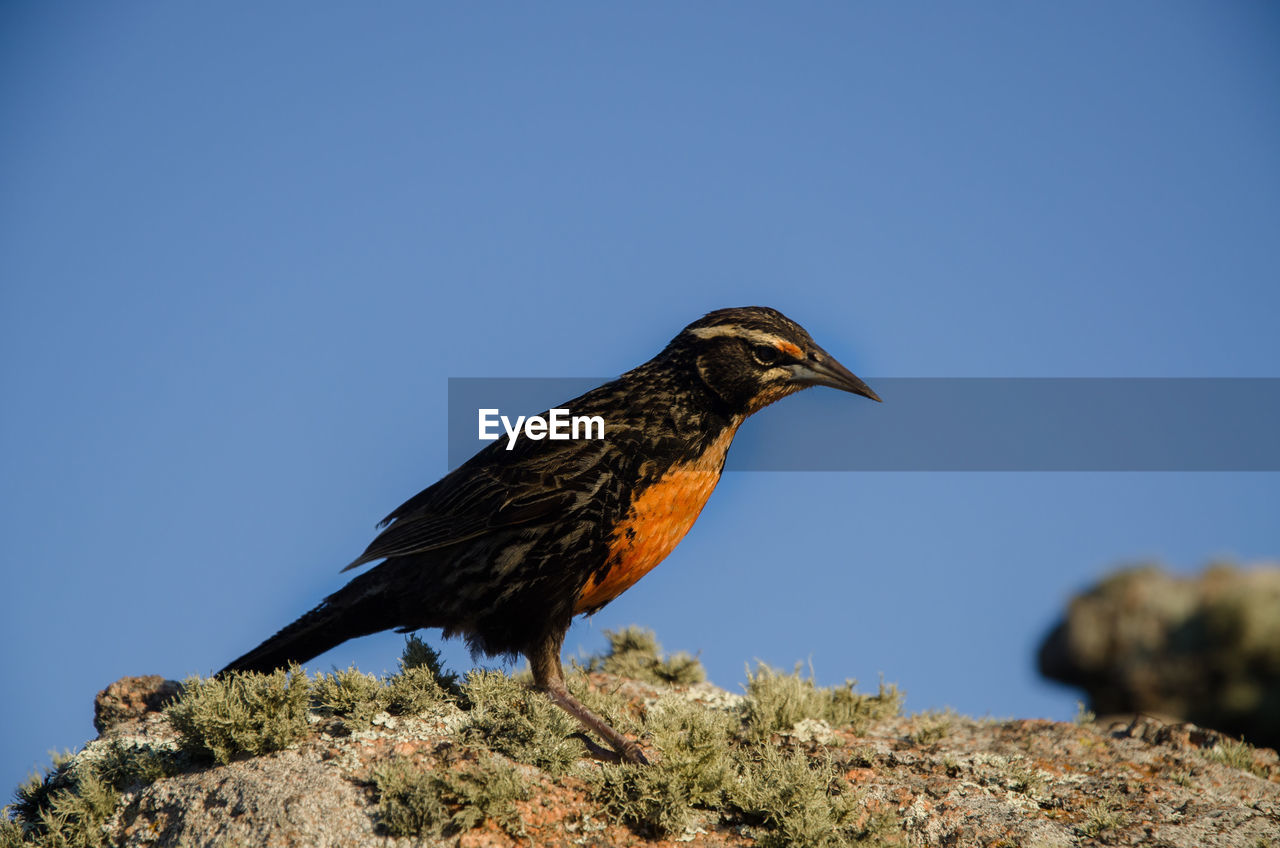 BIRD PERCHING ON ROCK AGAINST CLEAR SKY