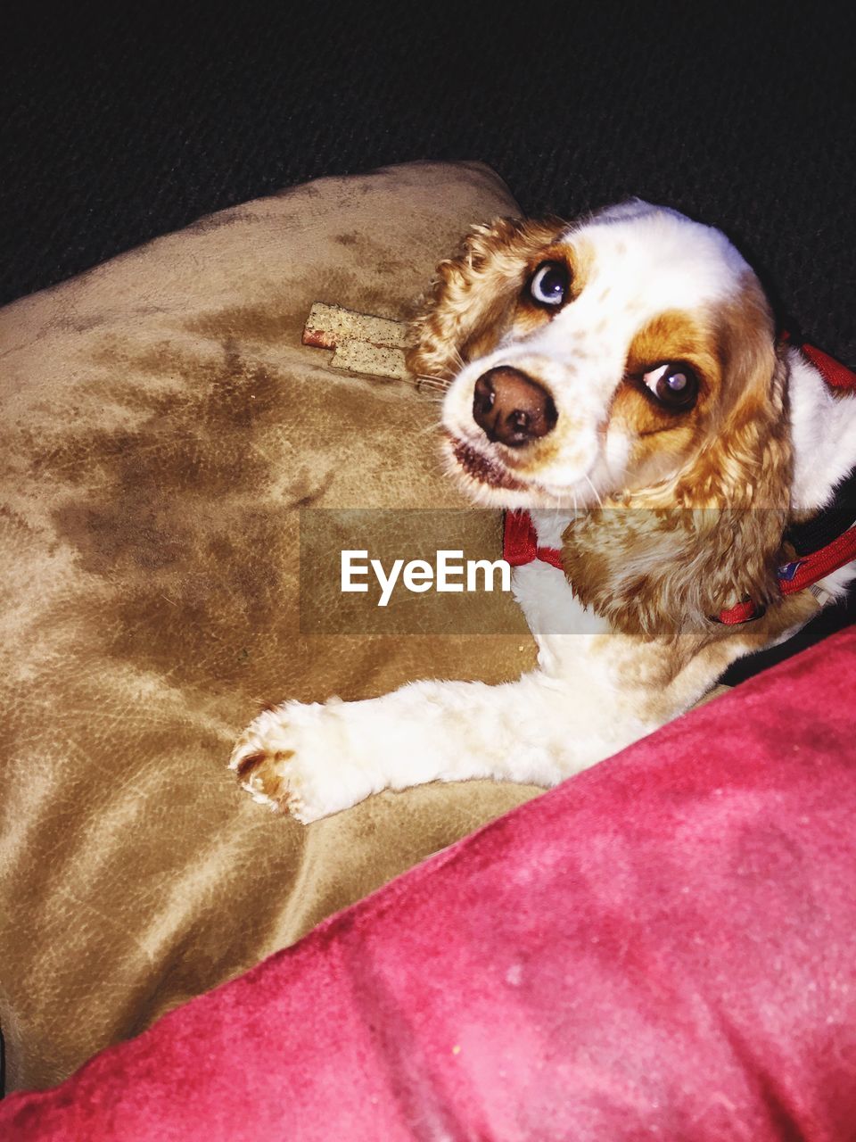 CLOSE-UP PORTRAIT OF DOG IN BLANKET