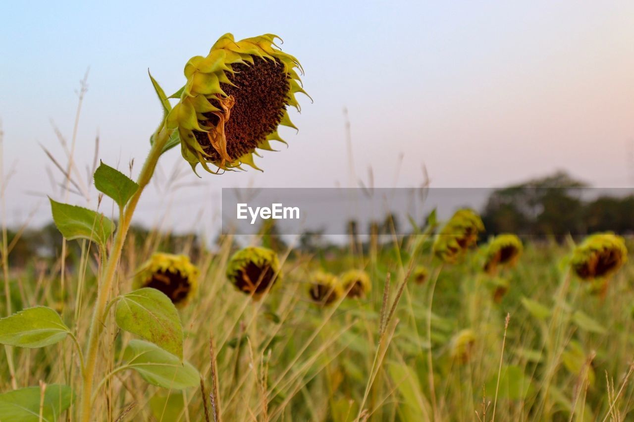 Close-up of yellow flowering plant on field