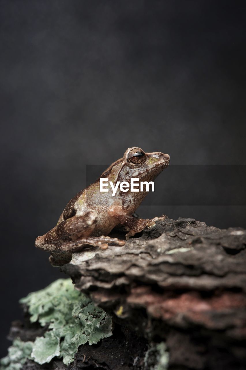 close-up of snail on tree trunk