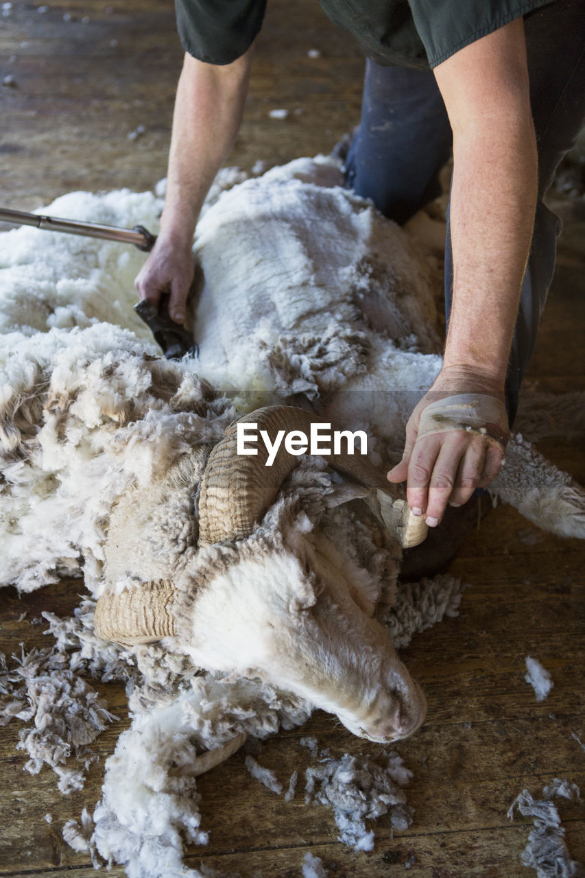 Farmer shearing sheep for wool on floor