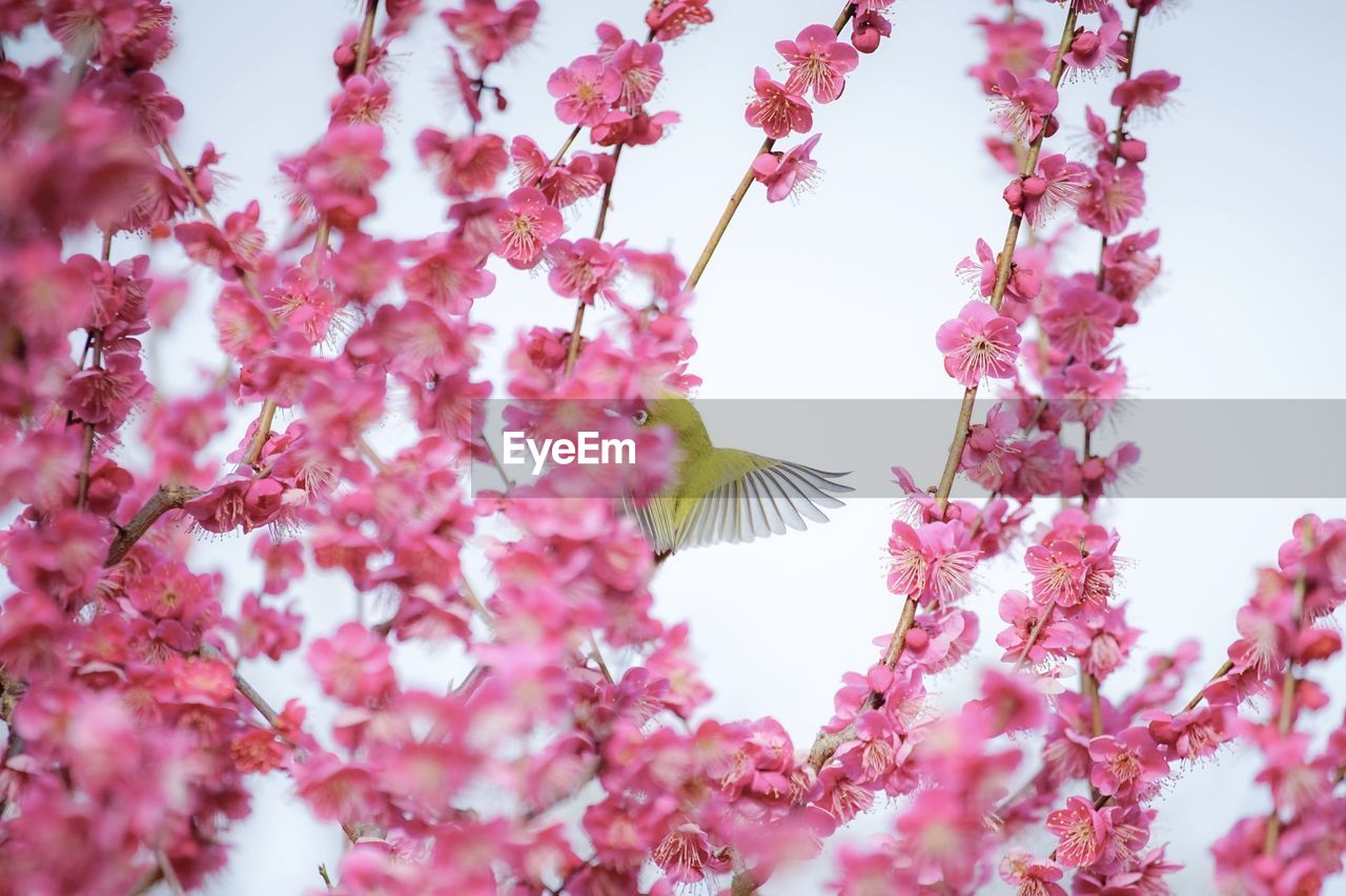 LOW ANGLE VIEW OF PINK CHERRY BLOSSOM