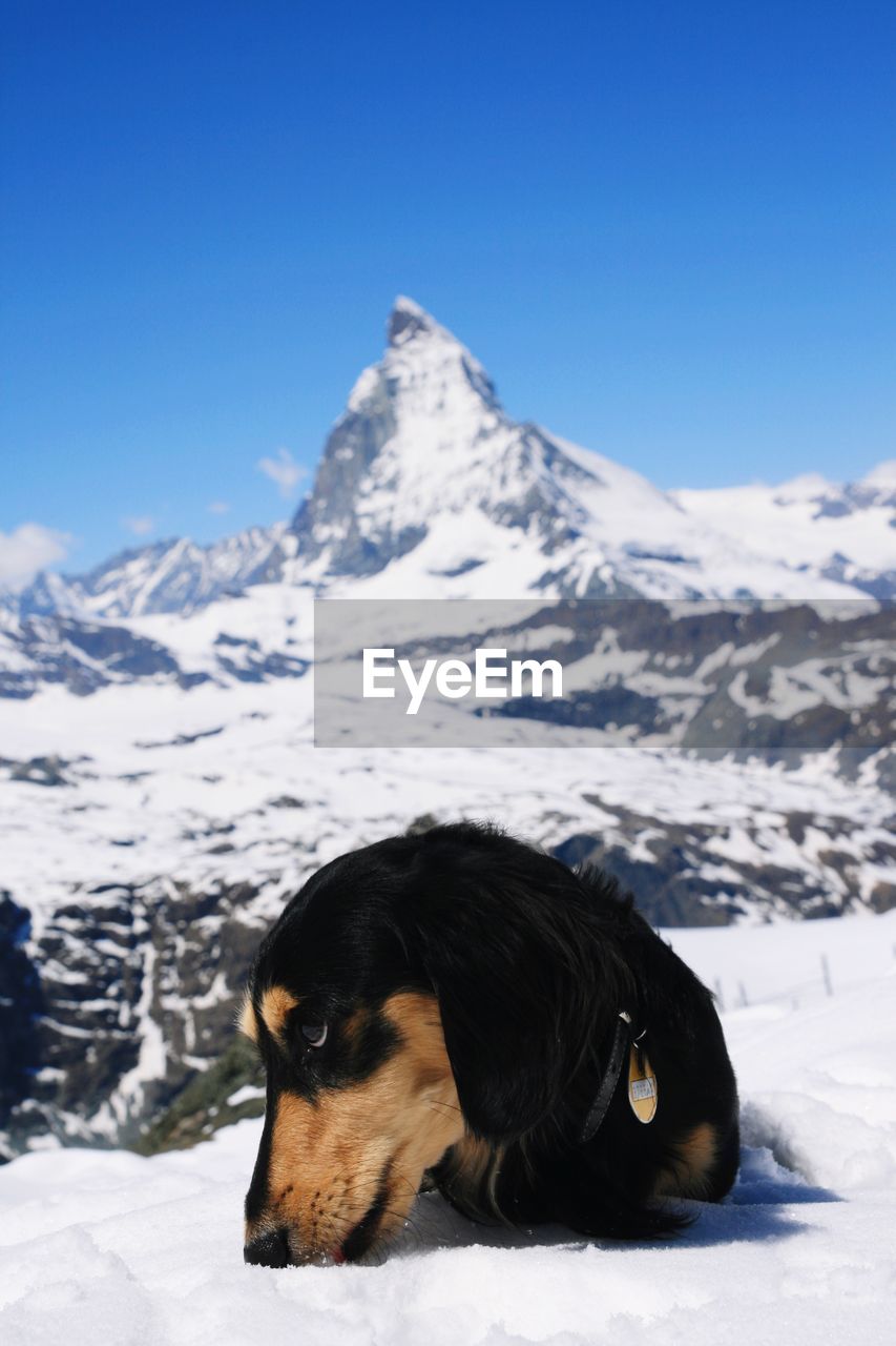 Dog on snow covered mountain against sky