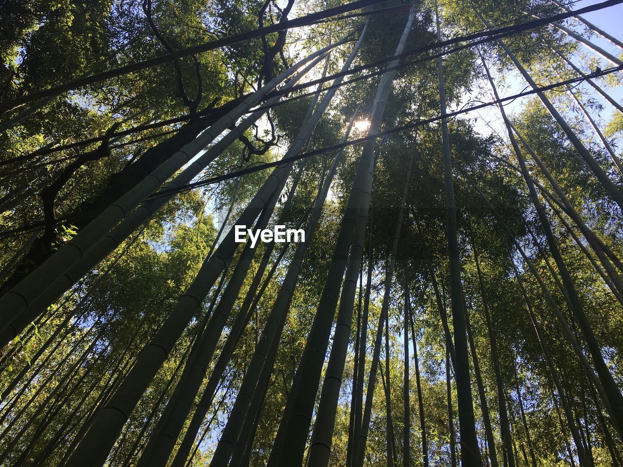 tree, plant, low angle view, sunlight, growth, forest, beauty in nature, land, tranquility, branch, nature, tree trunk, no people, trunk, leaf, sky, woodland, day, bamboo - plant, natural environment, bamboo grove, outdoors, bamboo, green, scenics - nature, tranquil scene, directly below, non-urban scene, tree canopy, environment, full frame, backgrounds