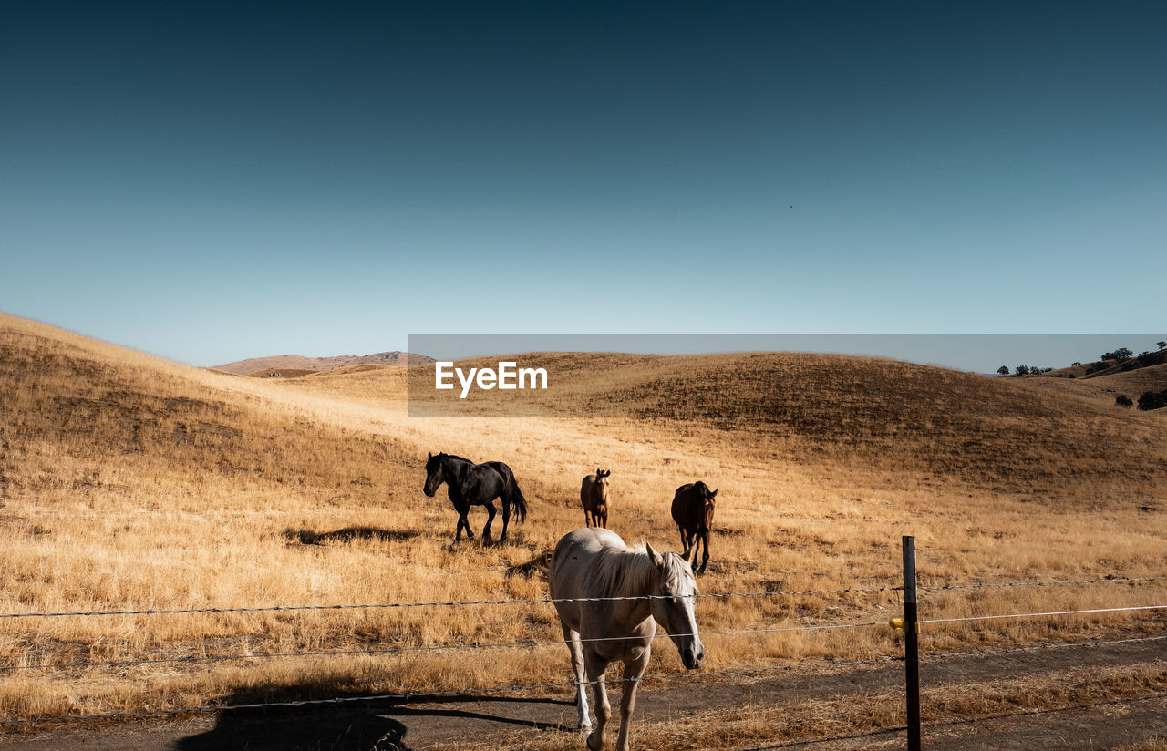 Horses standing on field against clear sky