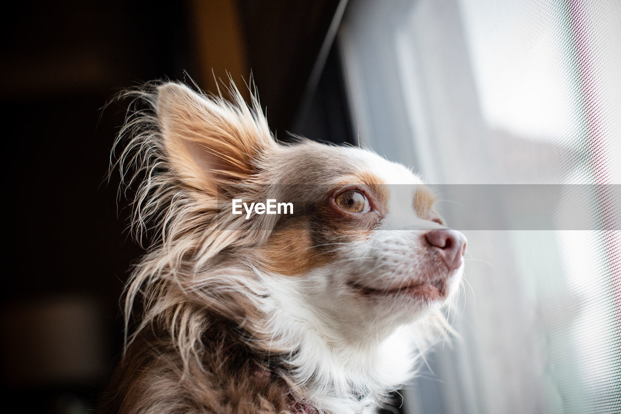 CLOSE-UP OF A DOG AT HOME